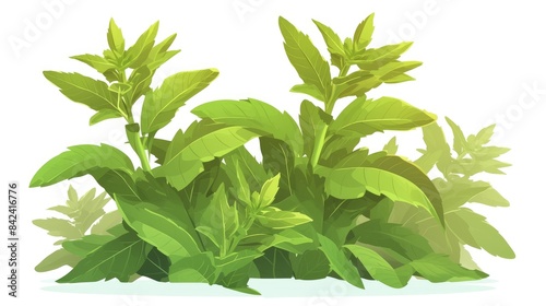 Illustration of a Stevia plant depicted as a sweetener and sugar substitute standing out on a white background portrayed in a charming cartoonish flat style