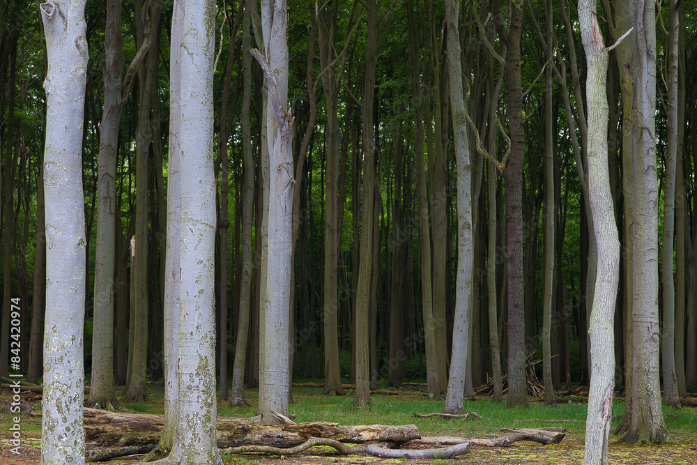 Φωτογραφία Helle Buchenstämme vor dunklem Waldgrund im Gespensterwald Nienhagen an der Osts