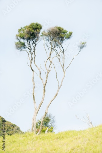 Kunzea ericoides alone on a field photo