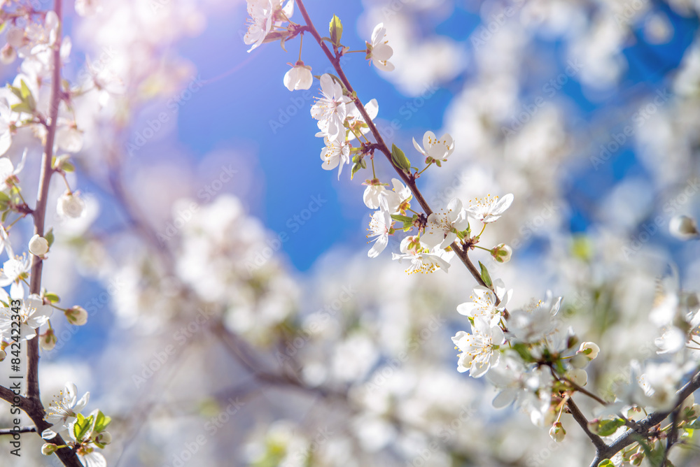 Cherry blossom branch in the garden in spring
Cherry blossom branch in the garden in spring