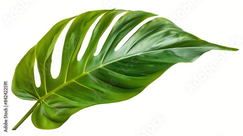 tropical palm leaf isolated on white background clipping path included   Generative AI