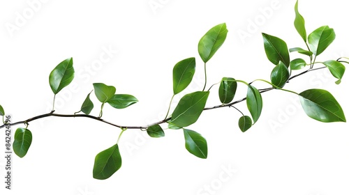 Green leaves Small green foliage on twig isolated on white background with clipping path : Generative AI