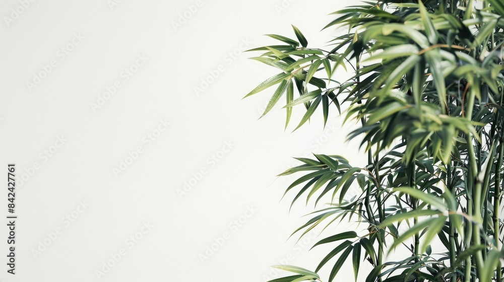 Bamboo stands alone against a white backdrop Bamboo stands alone against a white backdrop