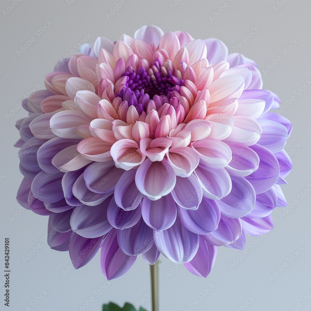 Delicate Purple and White Chrysanthemum Flower in Soft Light - Realistic 8K HD Photography on White Background Delicate Purple and White Chrysanthemum Flower in Soft Light - Realistic 8K HD Photography on White Background