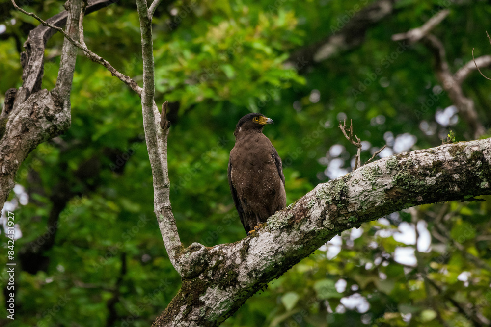 Crested Serpent Eagle perched on a branch at Nagarhole tiger reserve. Crested Serpent Eagle perched on a branch at Nagarhole tiger reserve.