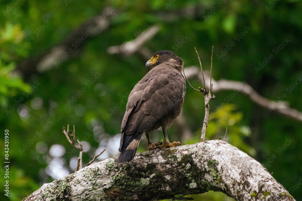 Fototapeta premium Crested Serpent Eagle perched on a branch at Nagarhole tiger reserve.