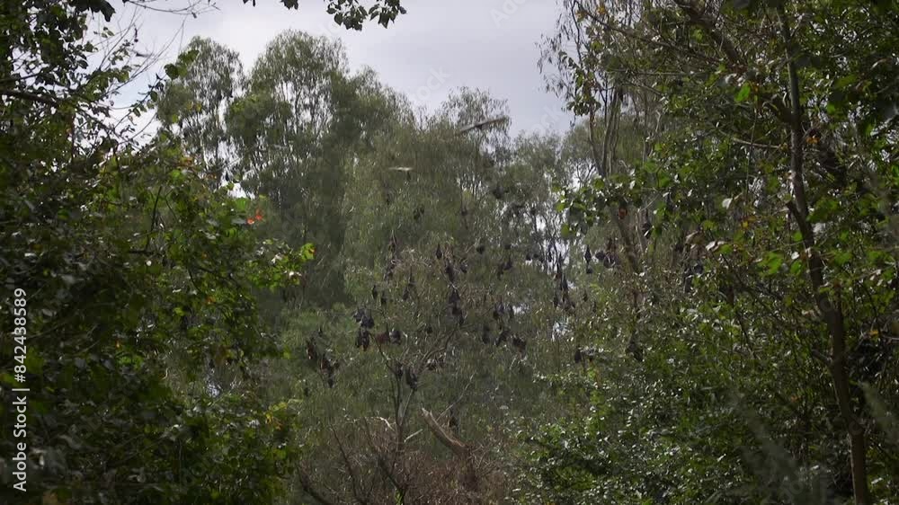 Lots Of Bats In Tree During Daytime Australia Gippsland Victoria Maffra