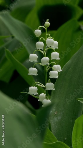 Lily of the valley blooms in a sunny spring forest. Vertical Video