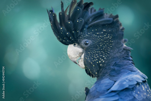 Portrait of a wild red-tailed black cockatoo (Calyptorhynchus banksii) with raised crest head feathers and blurred bokeh background photo
