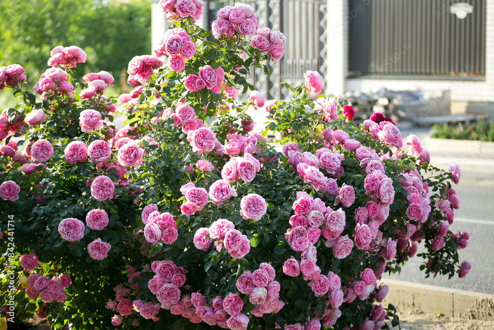 Pink Roses Leonardo da Vinci in garden Pink Roses Leonardo da Vinci in garden