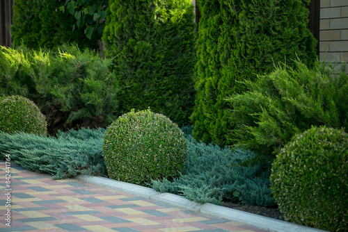 Foto composition of coniferous evergreens in the garden