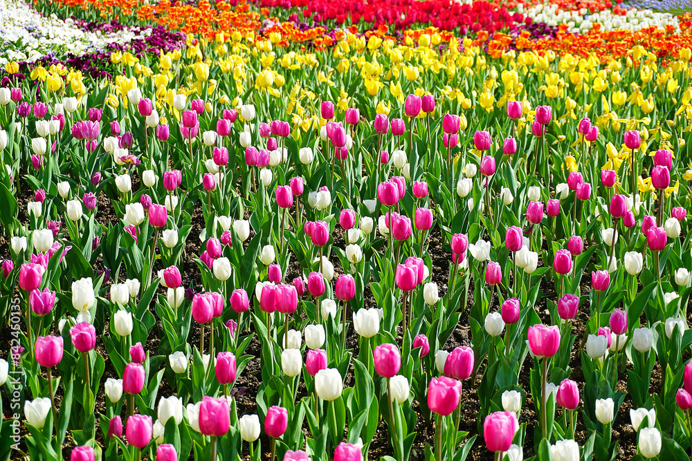 field of colorful tulips field of colorful tulips