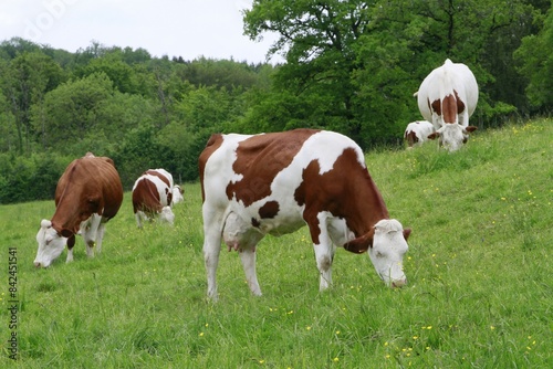 Vaches dans le Jura  © chanelle