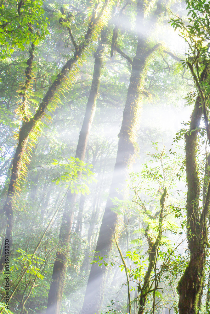 Obraz premium Himalayan forest during sunrise.