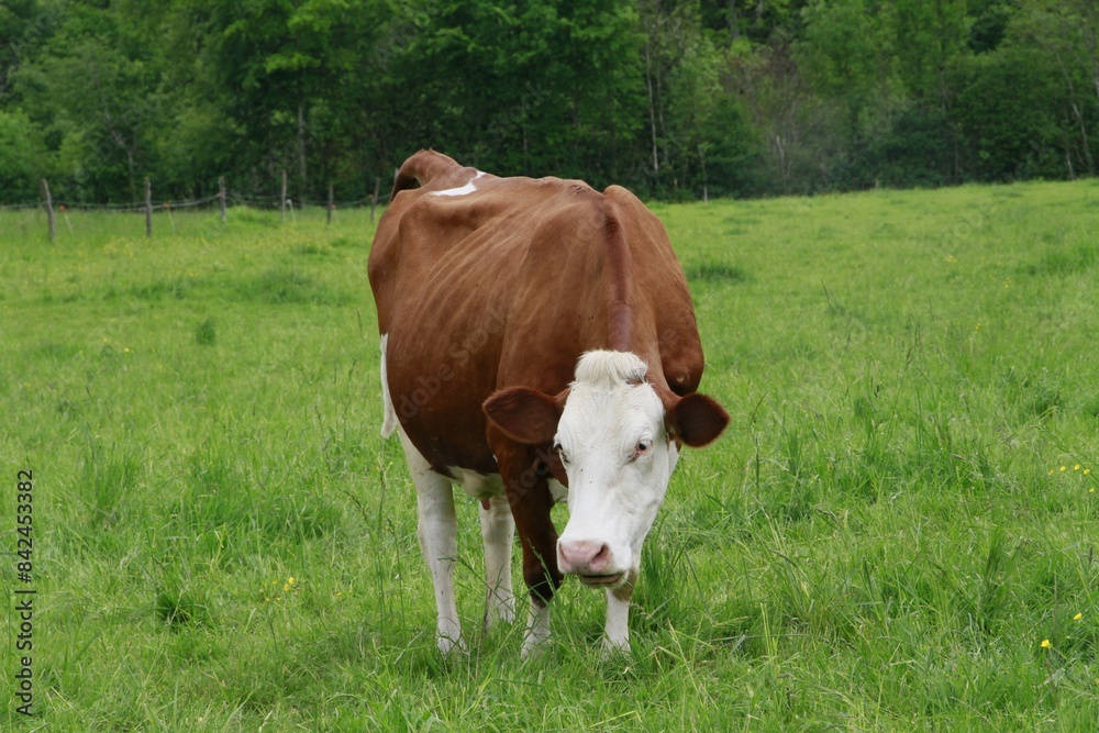 Obraz premium Vaches dans le Jura 