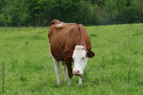 Vaches dans le Jura 