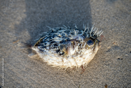 dead fish washed up on a beach a leather fish and puffer fish in australia after a storm and climate change