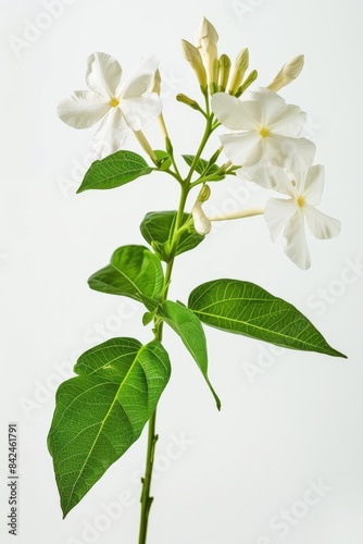 flower Photography, Jasminum mesnyi, copy space on right, Isolated on white Background