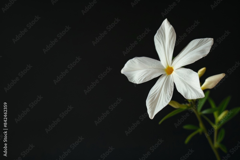 Fototapeta premium flower Photography, Jasminum polyanthum, full view object, copy space on right, Isolated on Black Background