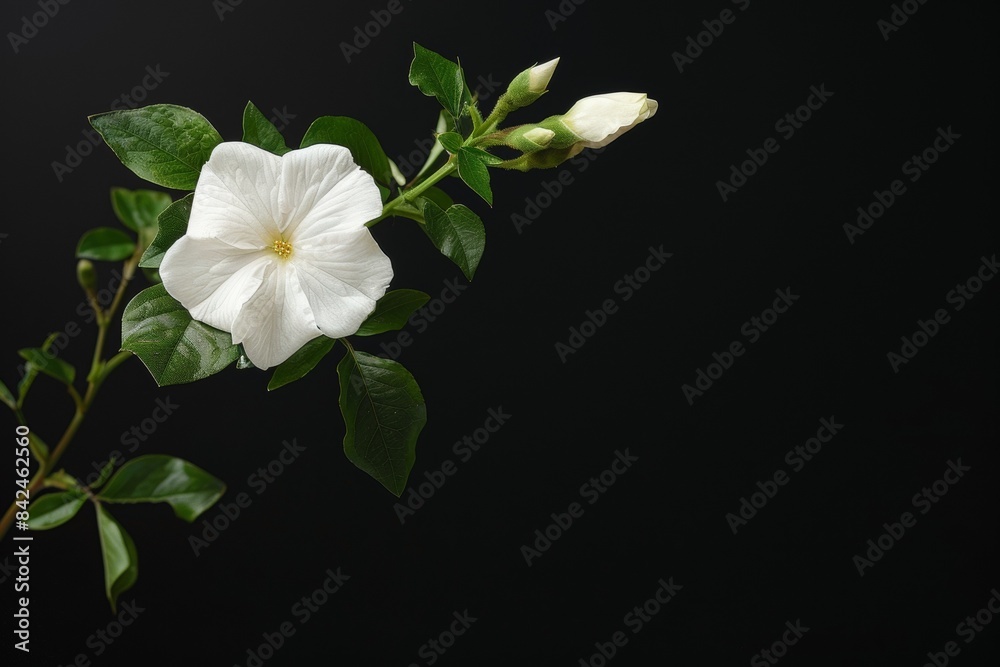 Obraz premium flower Photography, Jasminum sambac, full view object, copy space on right, Isolated on Black Background