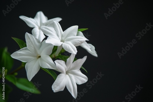 flower Photography  Jasminum sambac  full view object  copy space on right  Isolated on Black Background