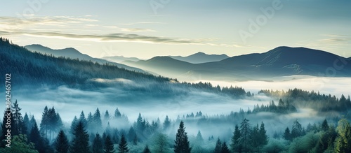 Misty spruce forest in mountainous terrain with a dark ambiance and copy space image. © Ilgun