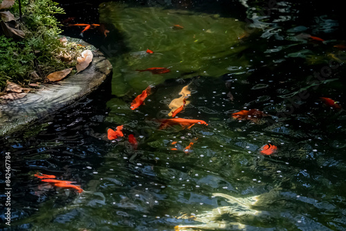 The goldenfish in the pond photo