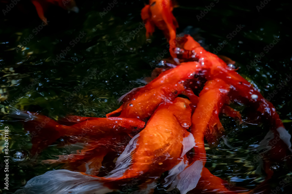 The goldenfish in the pond The goldenfish in the pond