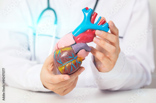 Wallpaper Mural Doctor cardiologist holds a medical model of the heart in his hands. Concept for treating heart diseases: angina pectoris and heart attack. High cholesterol and atherosclerosis, close-up Torontodigital.ca