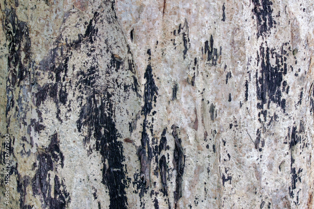Tree bark texture background in contrasting silvery-white and dark brown colors Tree bark texture background in contrasting silvery-white and dark brown colors