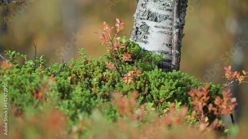 The trunk of the birch tree amidst the colorful forest undergrowth in the autumn tundra. Parallax shot, bokeh background. photo