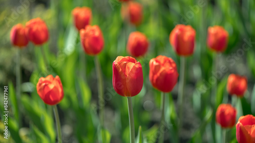 lots of beautiful red tulips  spring natural background