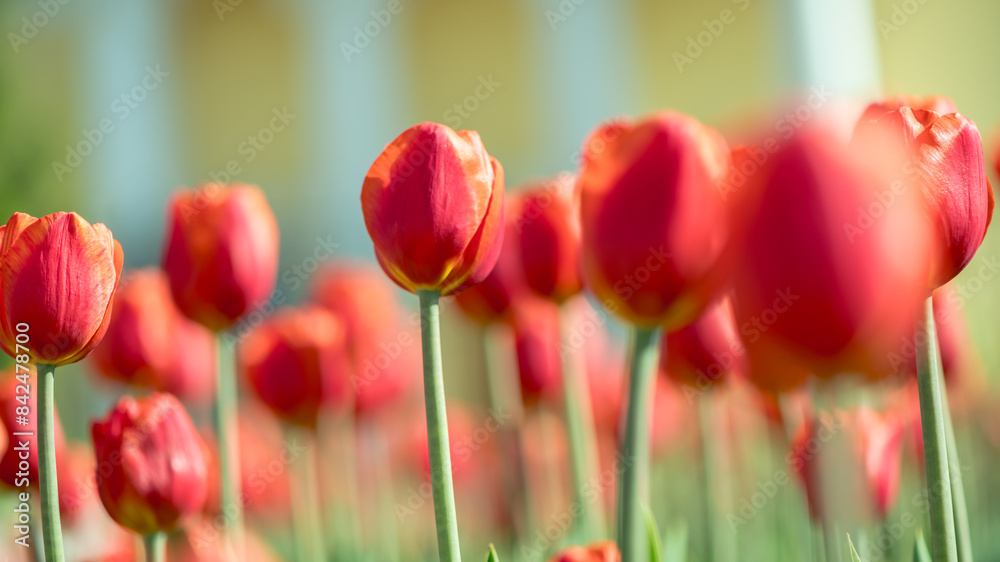 Fototapeta premium lots of beautiful red tulips, spring natural background