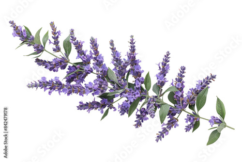 High-quality photo of a lush lavender sprig with vibrant purple blooms and green leaves, perfect for botanical and nature-themed projects.