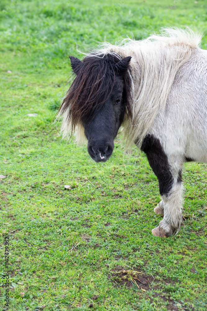 Pony grazing in lush green meadow at sunrise concept: Serenity, nature, rural life, animal care. Pony grazing in lush green meadow at sunrise concept: Serenity, nature, rural life, animal care.