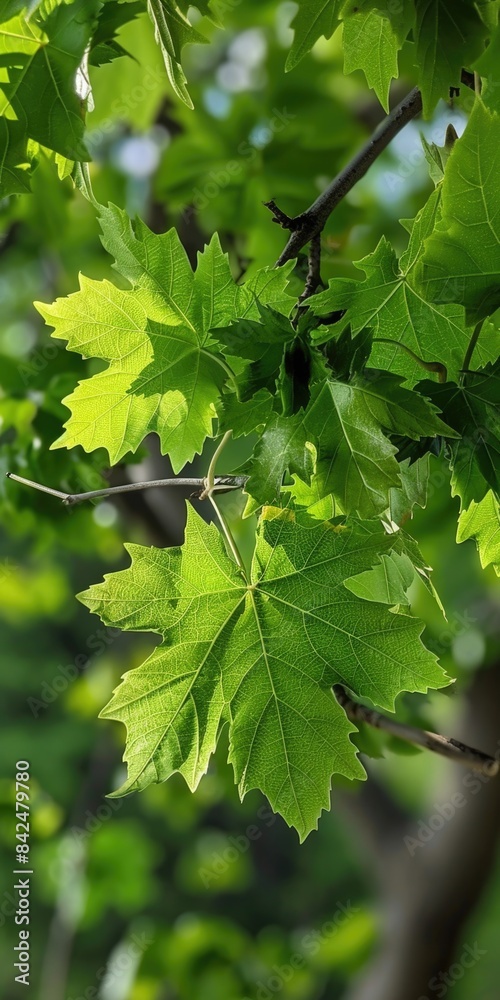 Green Maple Leaves in Spring. Closeup Day Outdoors of Maple Leaf Twig
