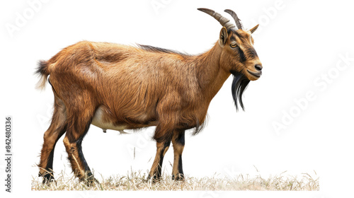 Majestic Brown Goat Roaming the Picturesque Rural Landscape Isolated on Transparent Background photo