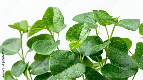 Close-up of Tinospora cordifolia leaves and stems  isolated on white  professional studio lighting  style raw