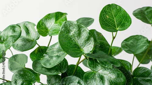 Close-up of Tinospora cordifolia leaves and stems, isolated on white, professional studio lighting, style raw photo