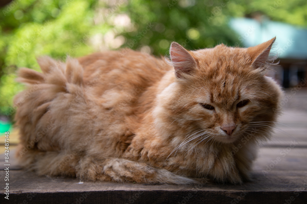 An old red cat is resting at the station. An old red cat is resting at the station.