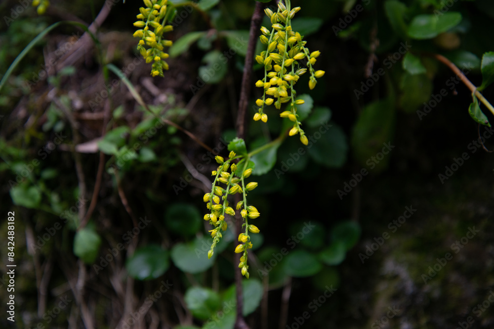Plants in an old mountain forest in the early morning. Plants in an old mountain forest in the early morning.