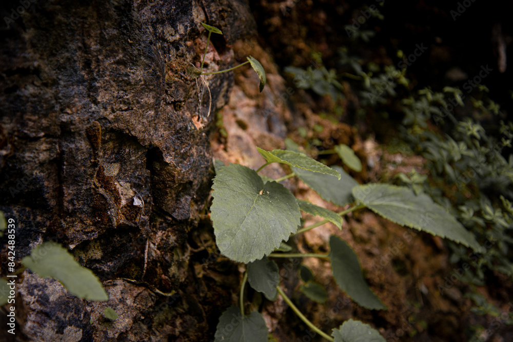 Plants in an old mountain forest in the early morning. Plants in an old mountain forest in the early morning.