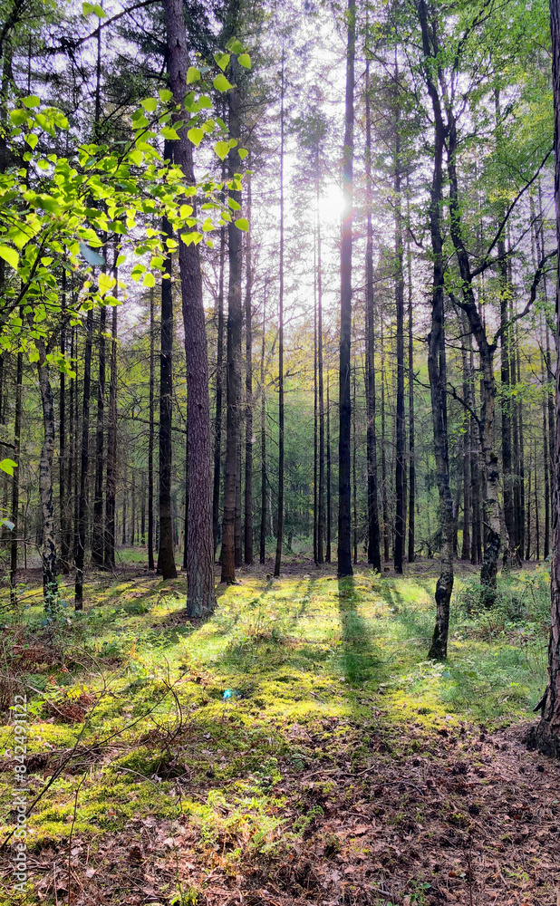 Obraz premium In the peaceful forest, sunlight filters through the trees, creating long shadows on the forest floor