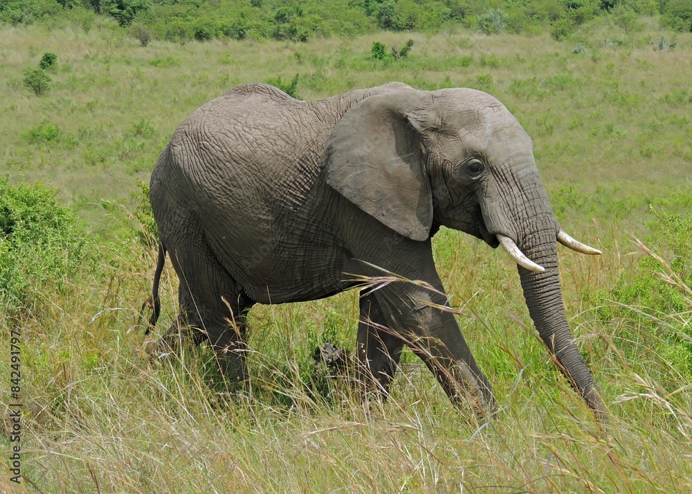 Obraz premium african bush elephant grazing in the savannah in maasai mara national park in kenya, east africa
