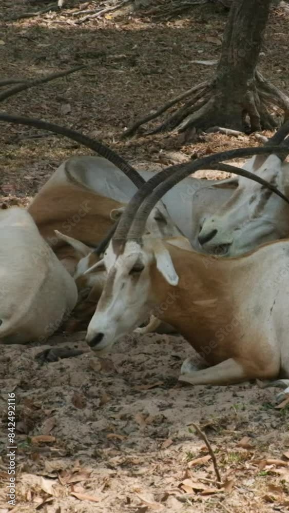 East African oryx antelope resting on the sand in an aviary. saberhorn antelope Oryx saber horn, Oryx Dammah East African oryx antelope resting on the sand in an aviary. saberhorn antelope Oryx saber horn, Oryx Dammah