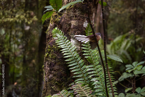 Rhipidura fuliginosa: New Zealand fantail in regenerating forest. Seaward Bush Reserve nature walk, Invercargill NZ. photo