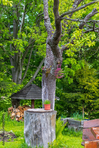 Rustic countryside garden with tree stump table and wood shelter
