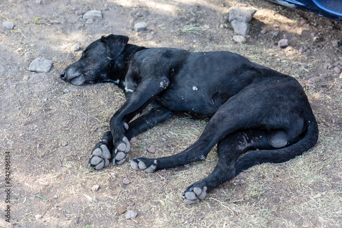 A homeless black dog resting in the shade