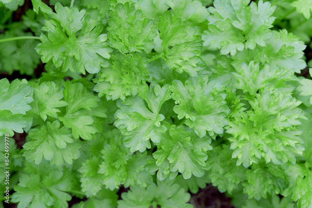 Close up photograph of a fresh organic parsley herb. Green herbal background. Top view. Close up photograph of a fresh organic parsley herb. Green herbal background. Top view.
