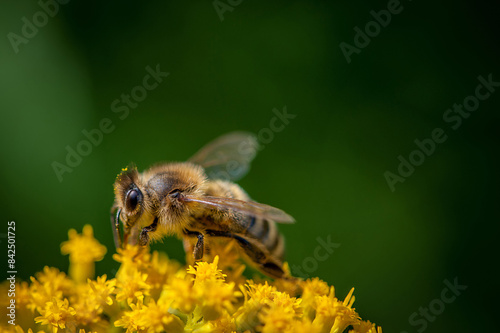 Close-up of a honey bee on a yellow flower collecting pollen against a plain green background